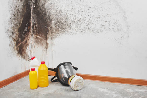 Best Basement Mold Remediation in Centralia, MO