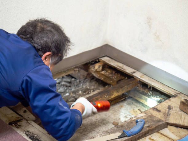 Best Kitchen Mold Remediation in Centralia, MO