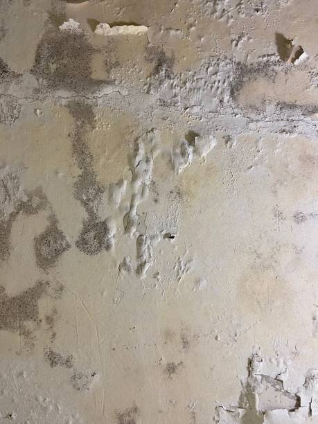 Best Localized Mold Remediation (e.g., coastal areas, humid climates) in Centralia, MO