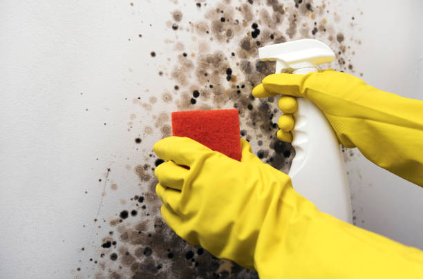Best Residential Mold Remediation in Centralia, MO