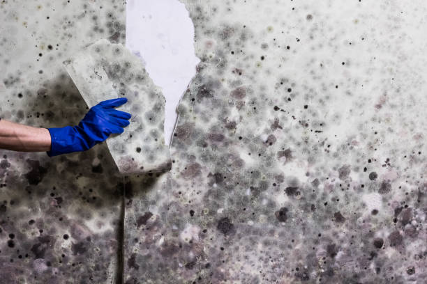 Best Attic Mold Remediation in Centralia, MO