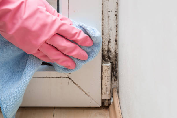 Best DIY Mold Remediation Support Services in Centralia, MO