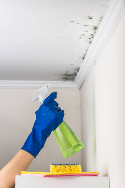 Best Bathroom Mold Remediation in Centralia, MO