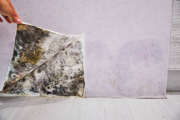 Best Insurance-Related Mold Remediation in Centralia, MO